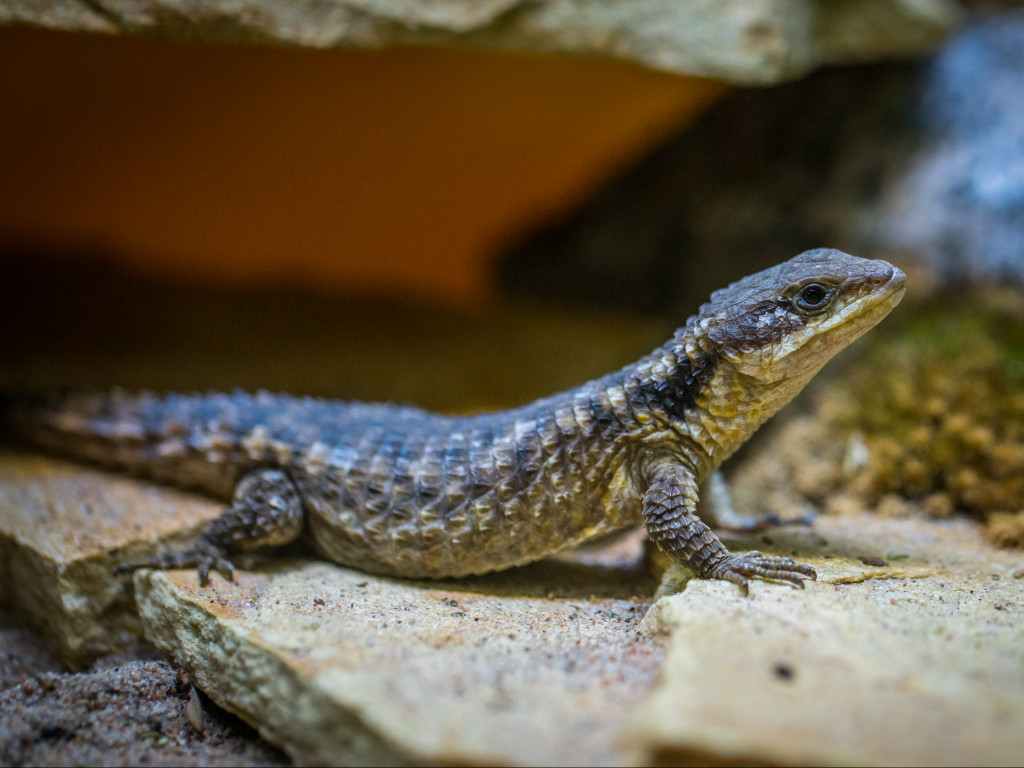Black Lizard