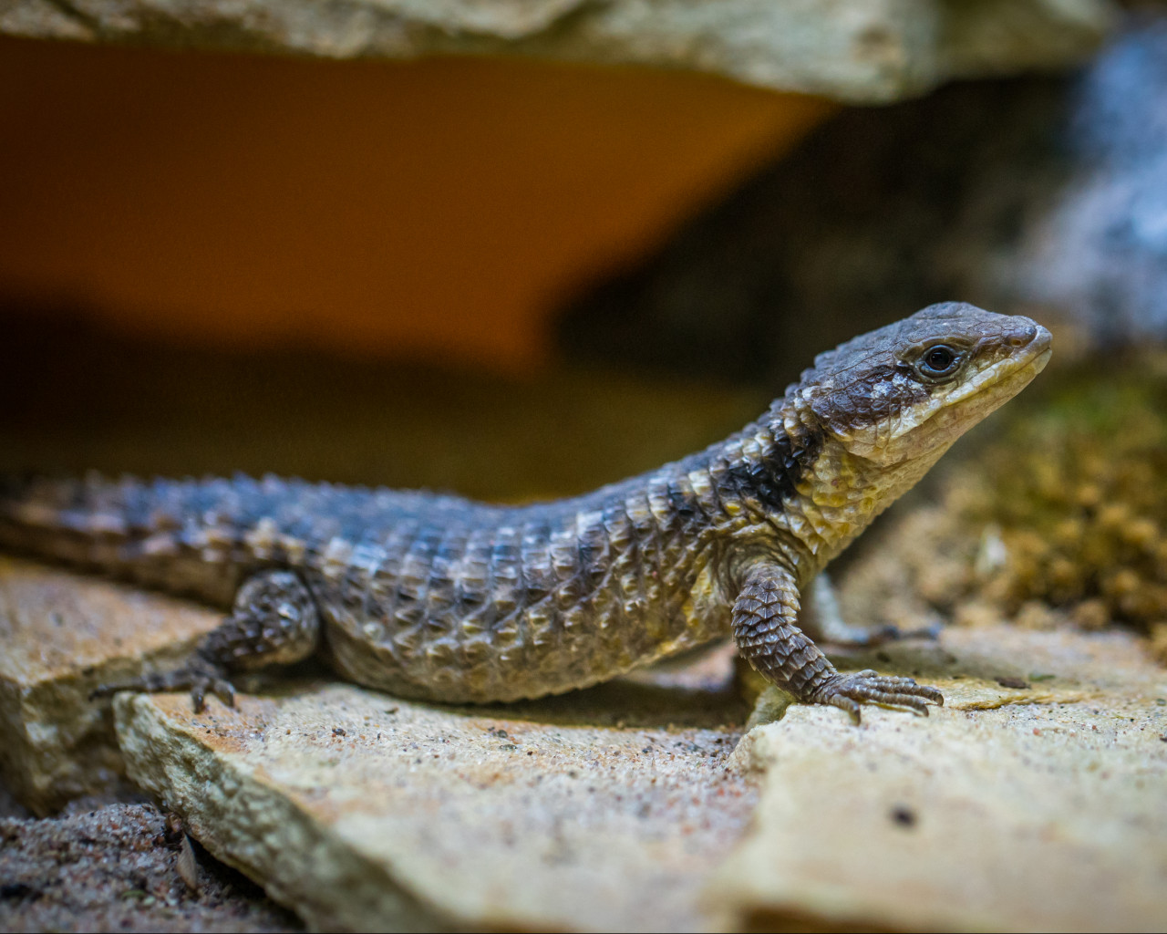 Black Lizard