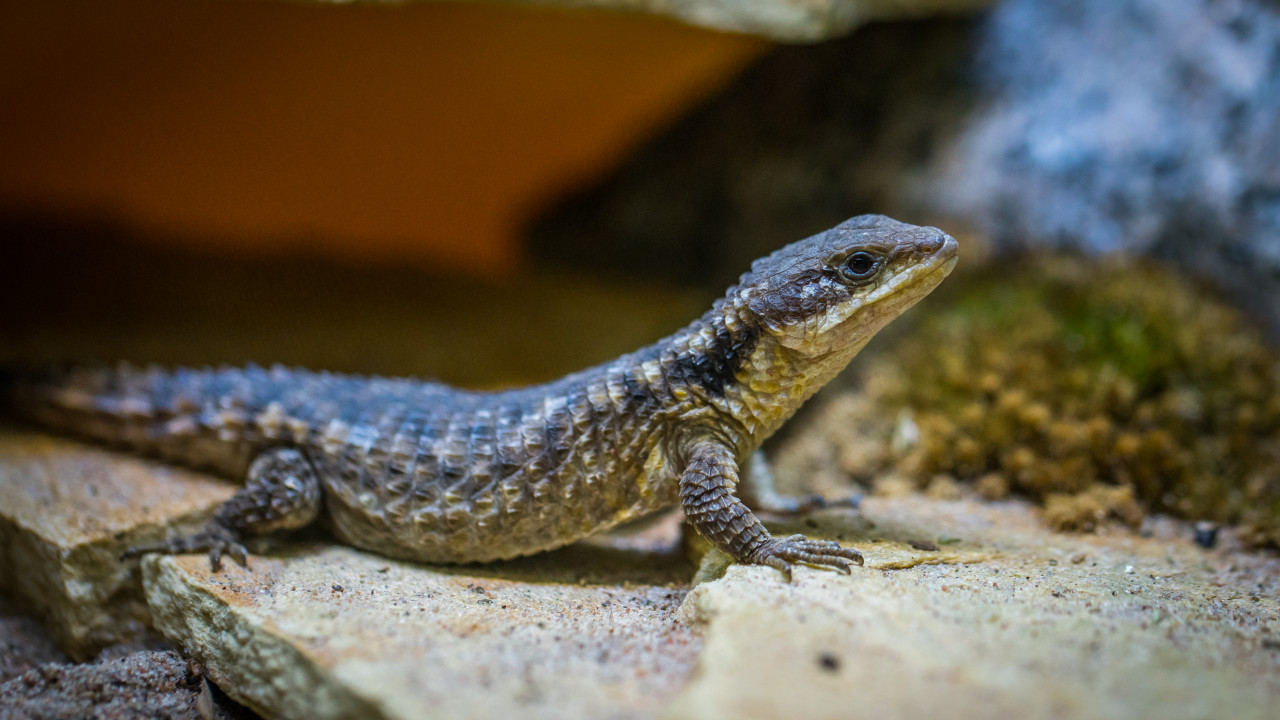 Black Lizard