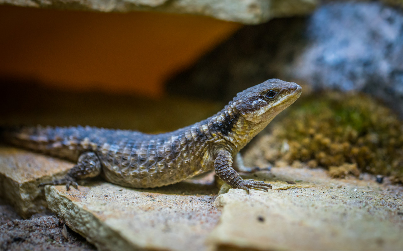 Black Lizard