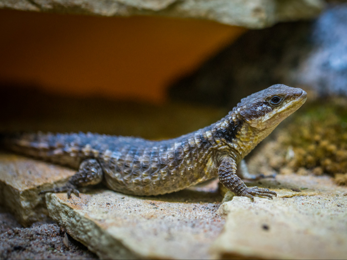 Black Lizard