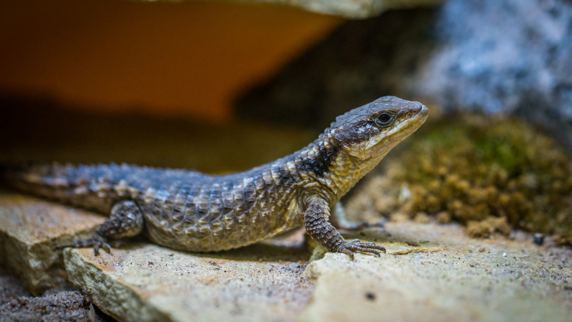 Black Lizard