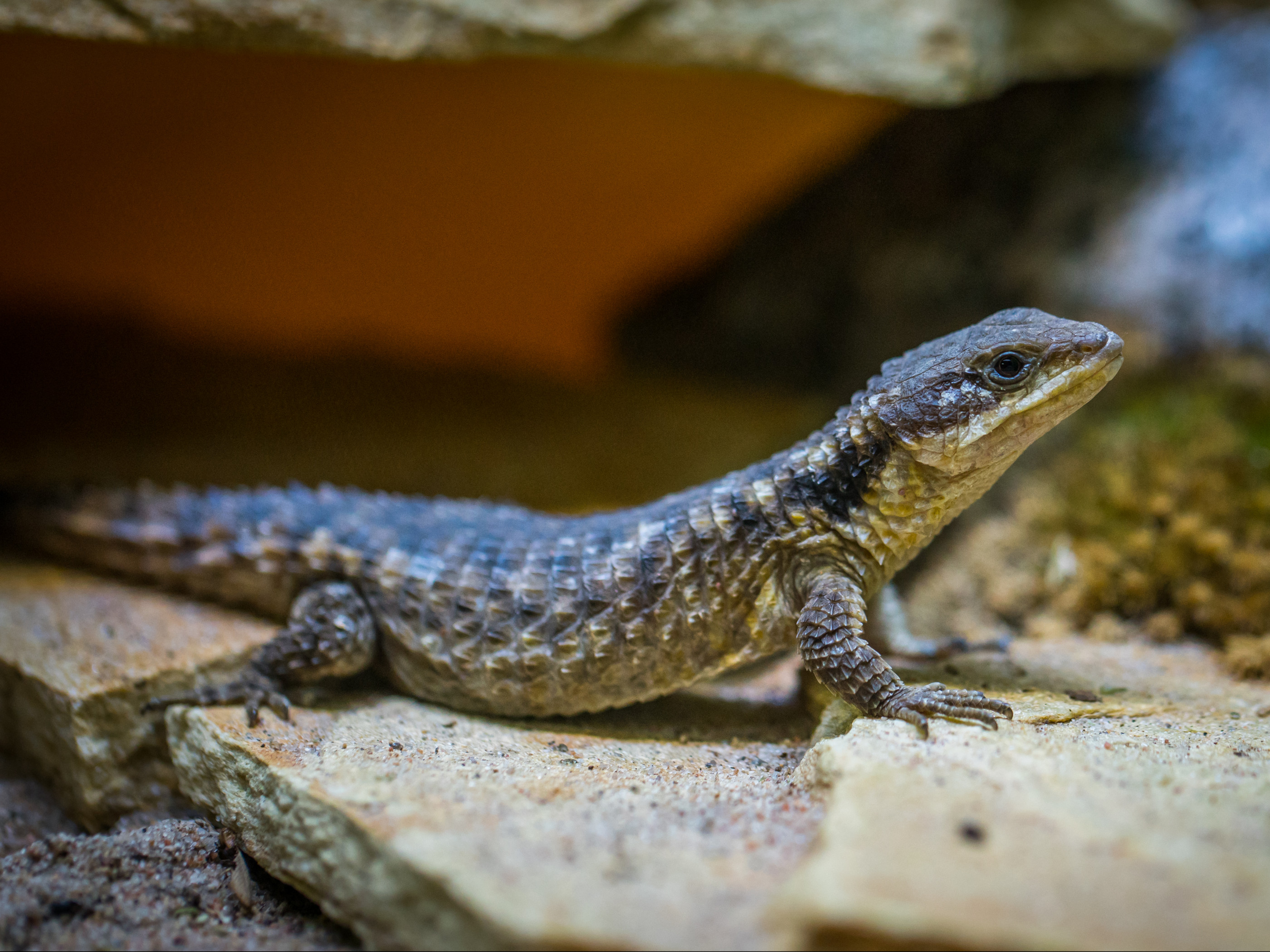 Black Lizard