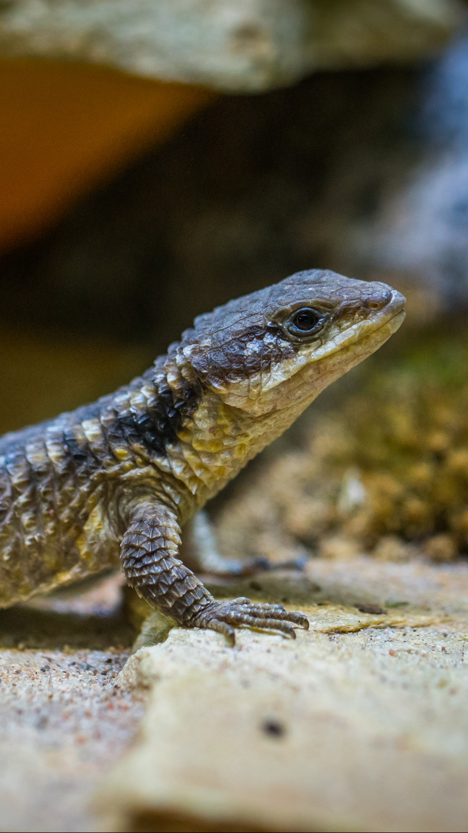 Black Lizard