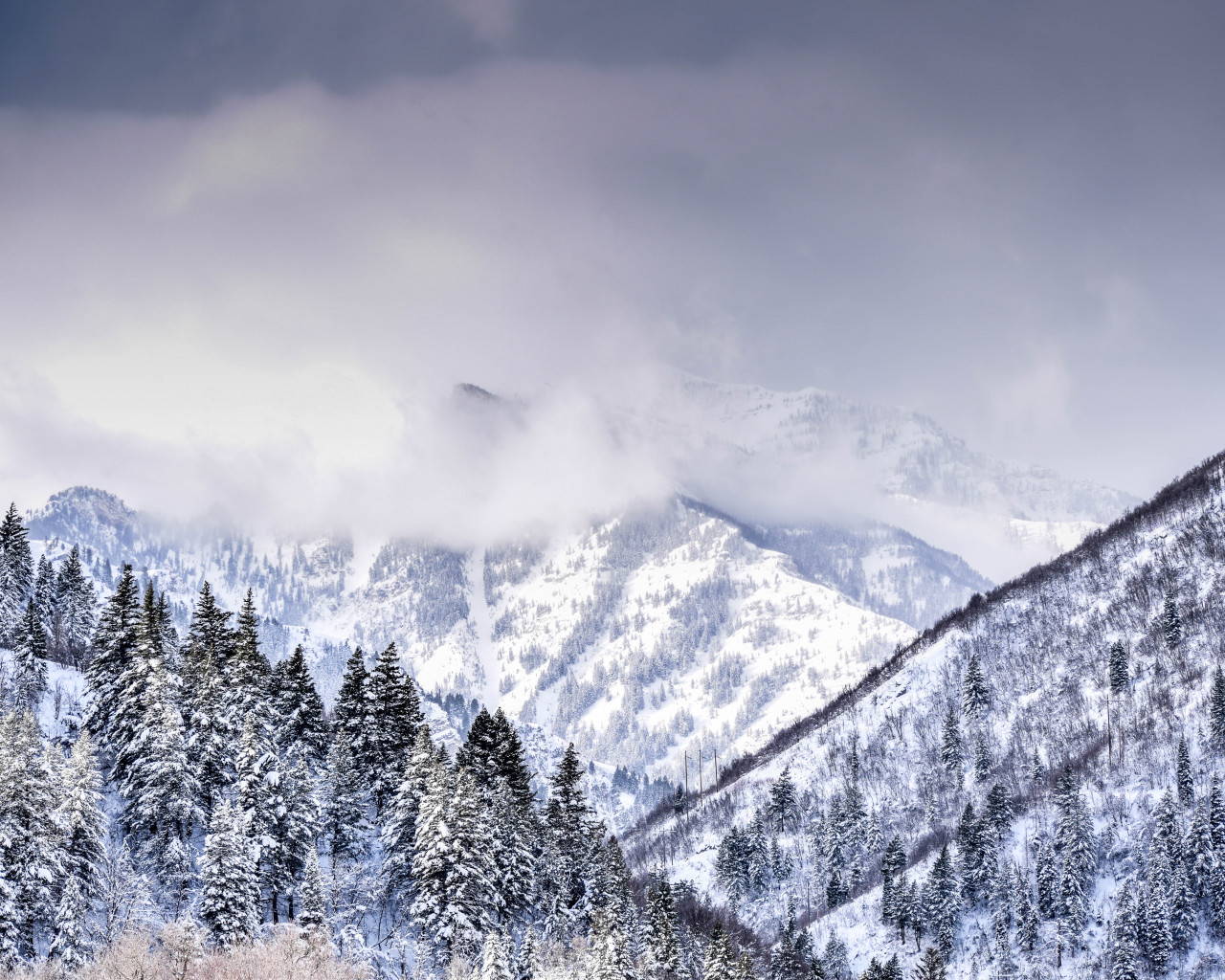 Mountain Covered With Trees and Snow Covered With Trees and Snow