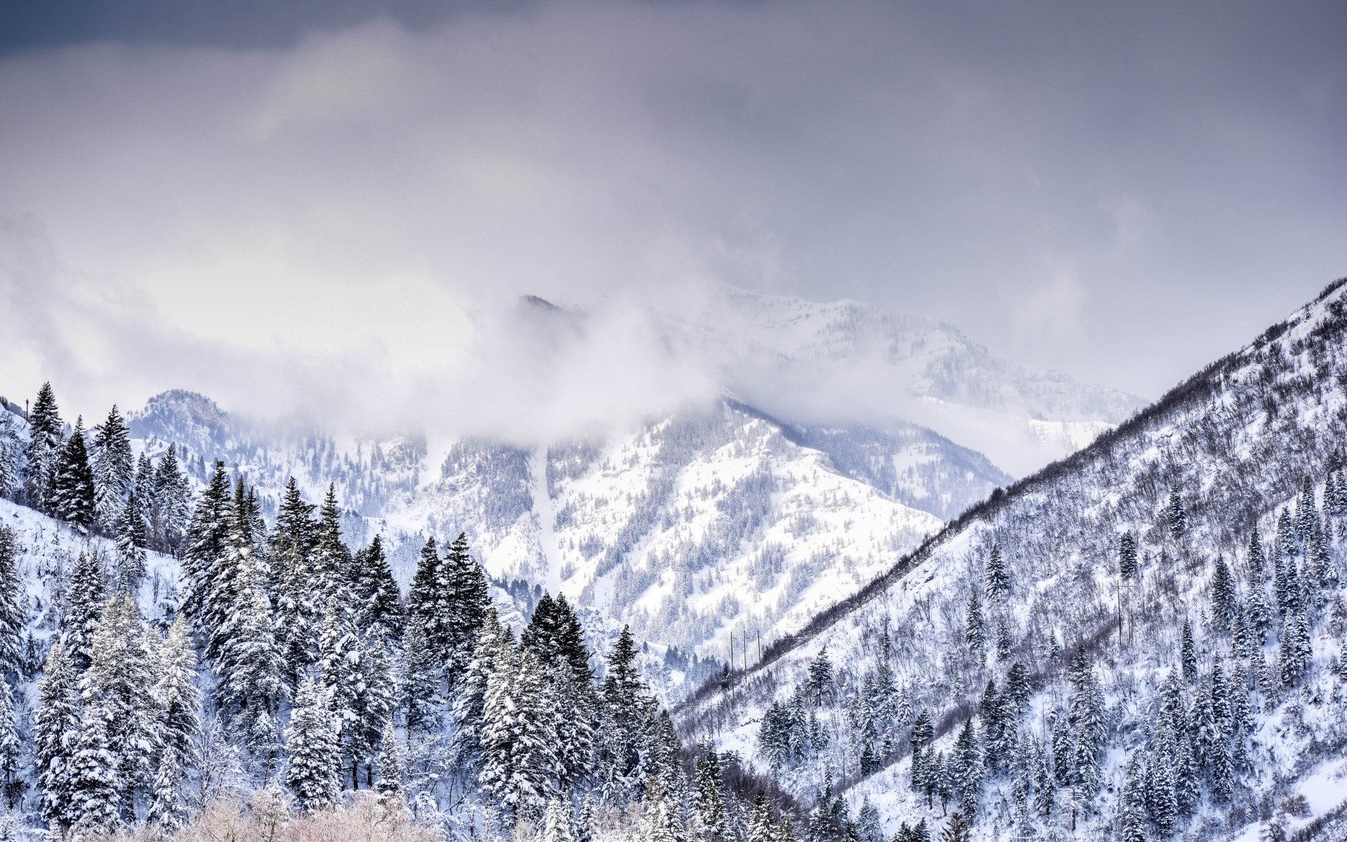 Mountain Covered With Trees and Snow Covered With Trees and Snow