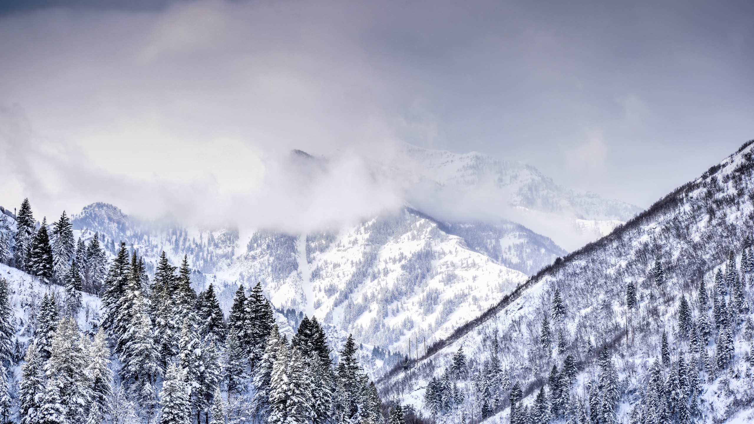 Mountain Covered With Trees and Snow Covered With Trees and Snow