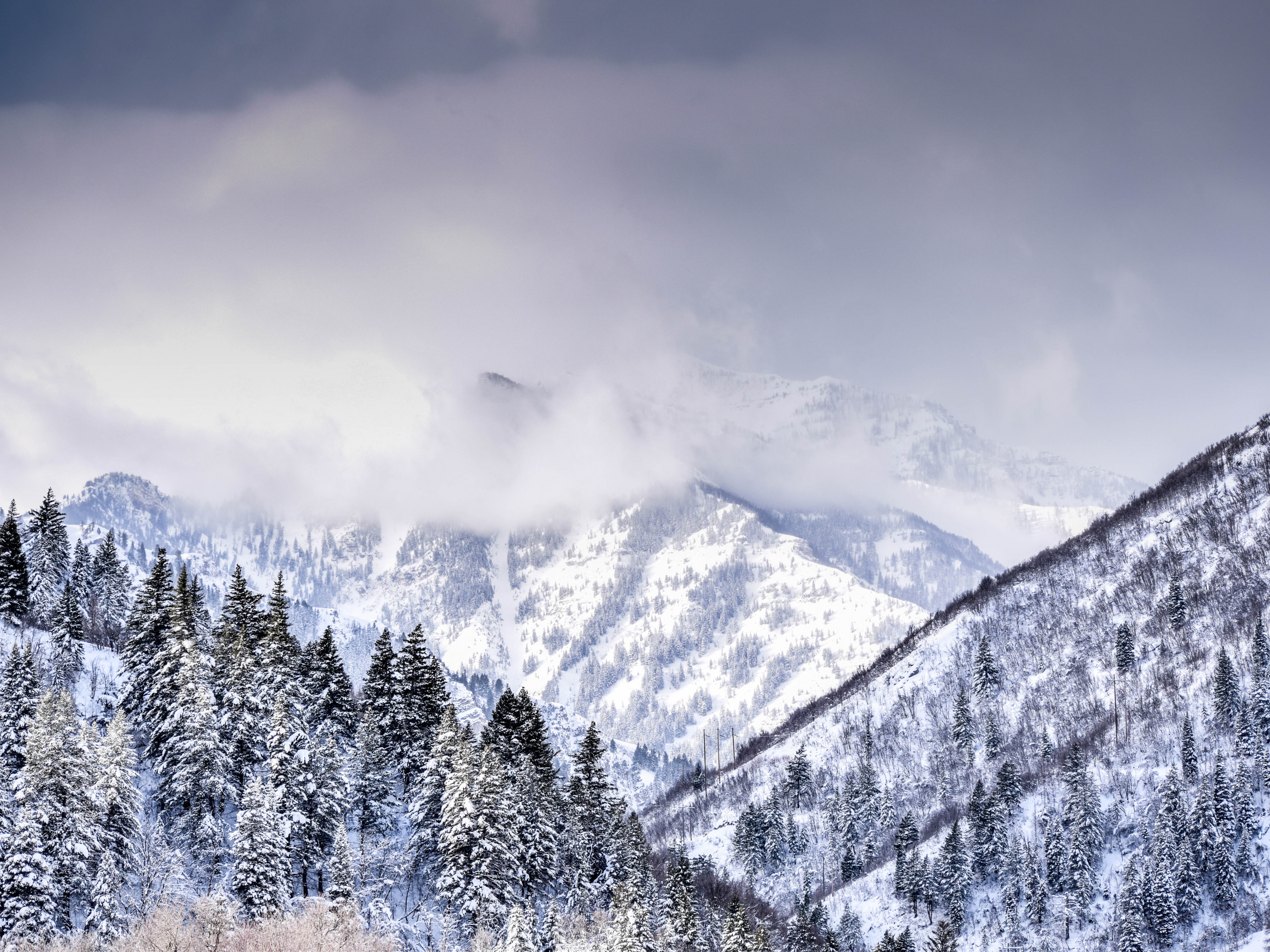 Mountain Covered With Trees and Snow Covered With Trees and Snow