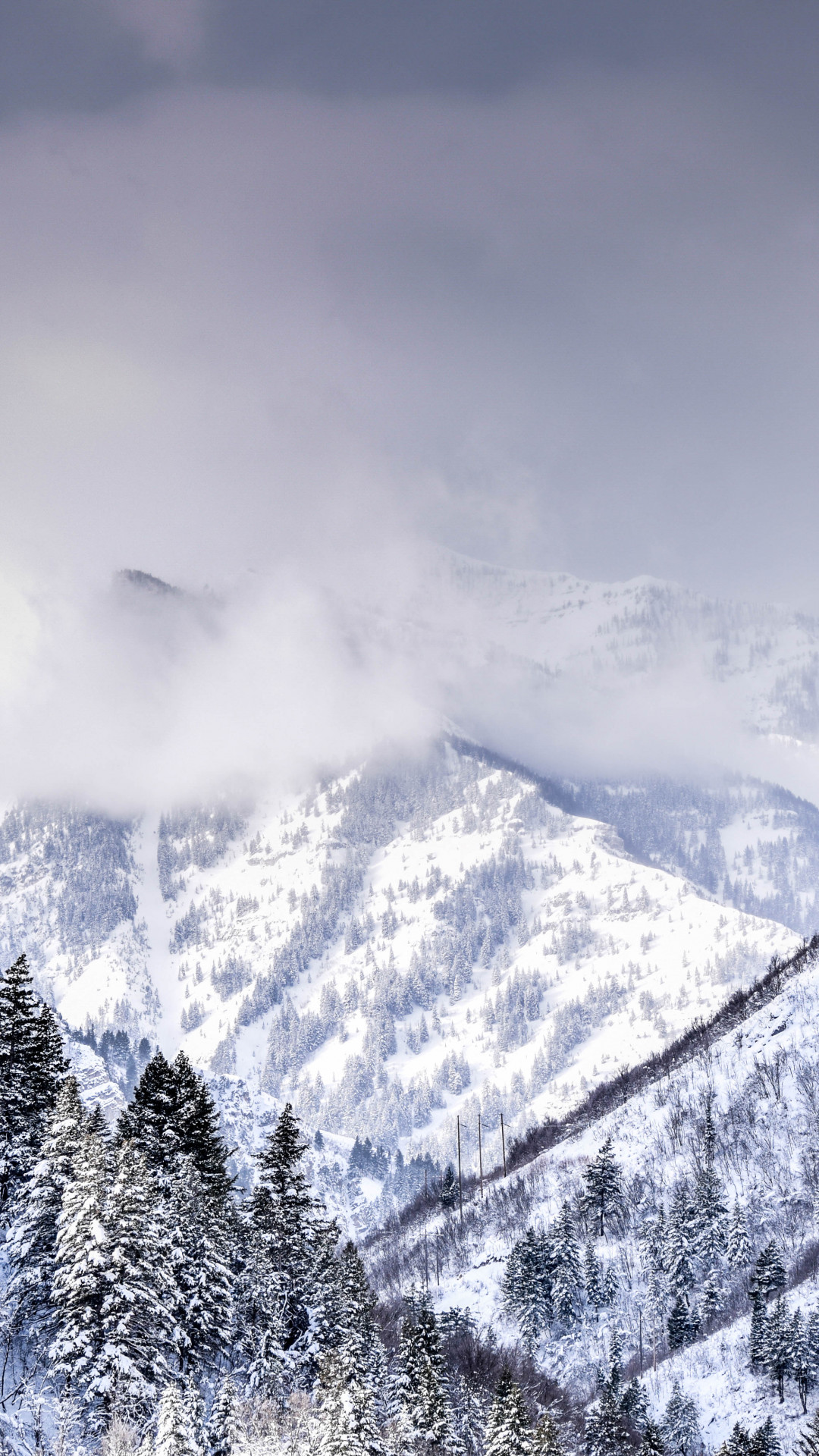 Mountain Covered With Trees and Snow Covered With Trees and Snow