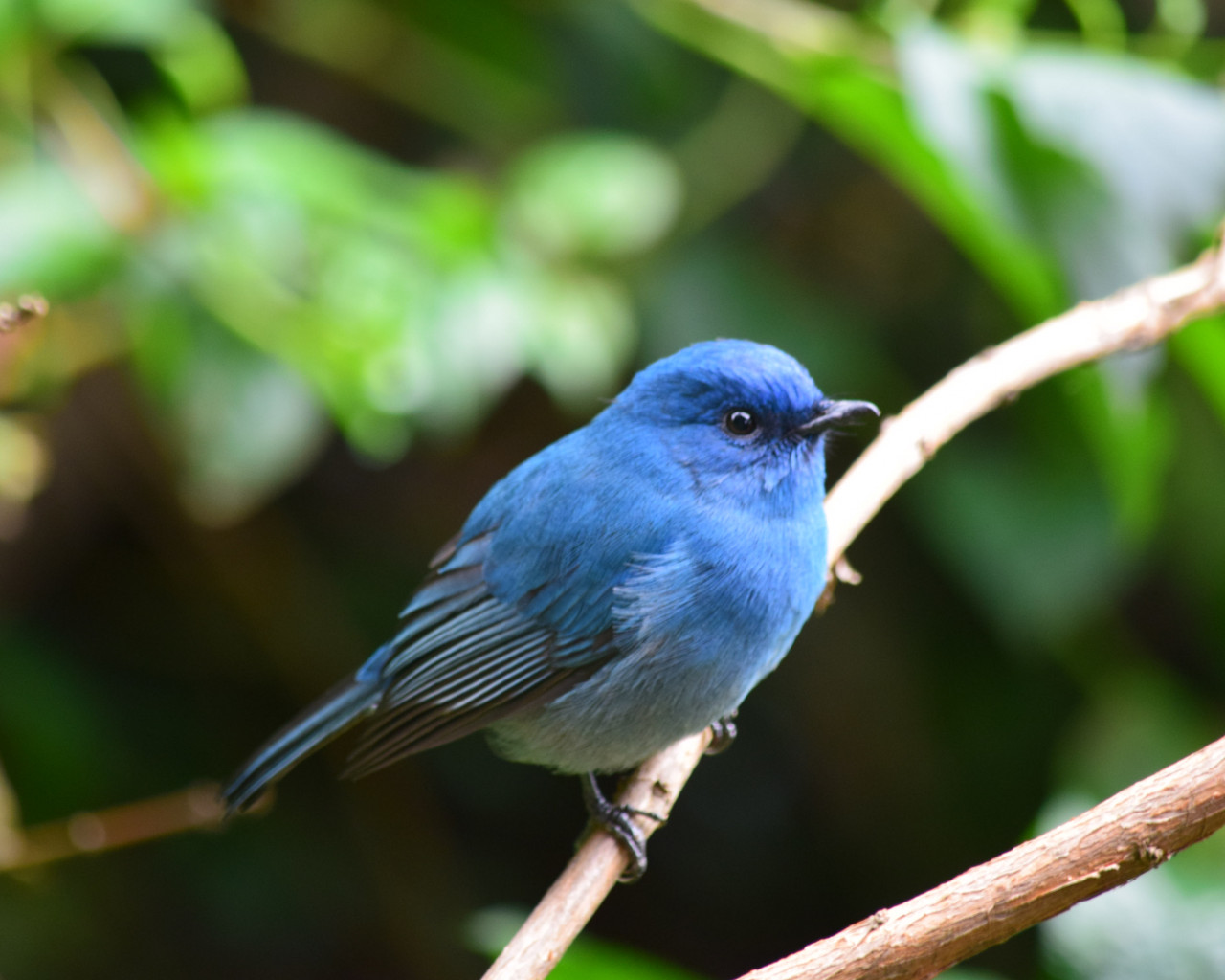 Blue Bird