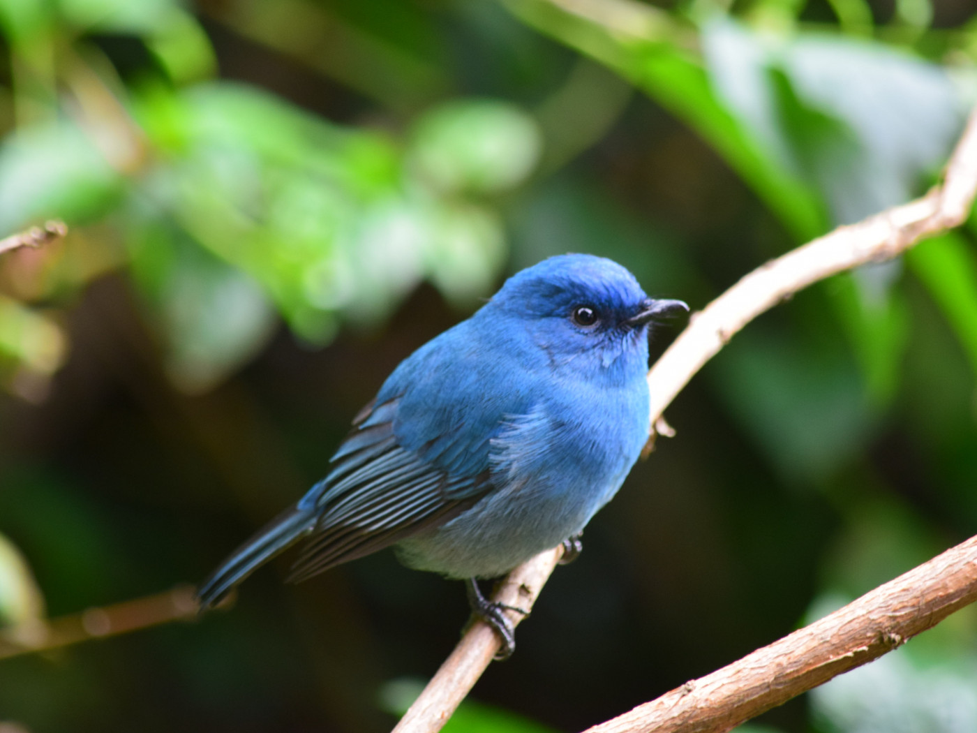 Blue Bird