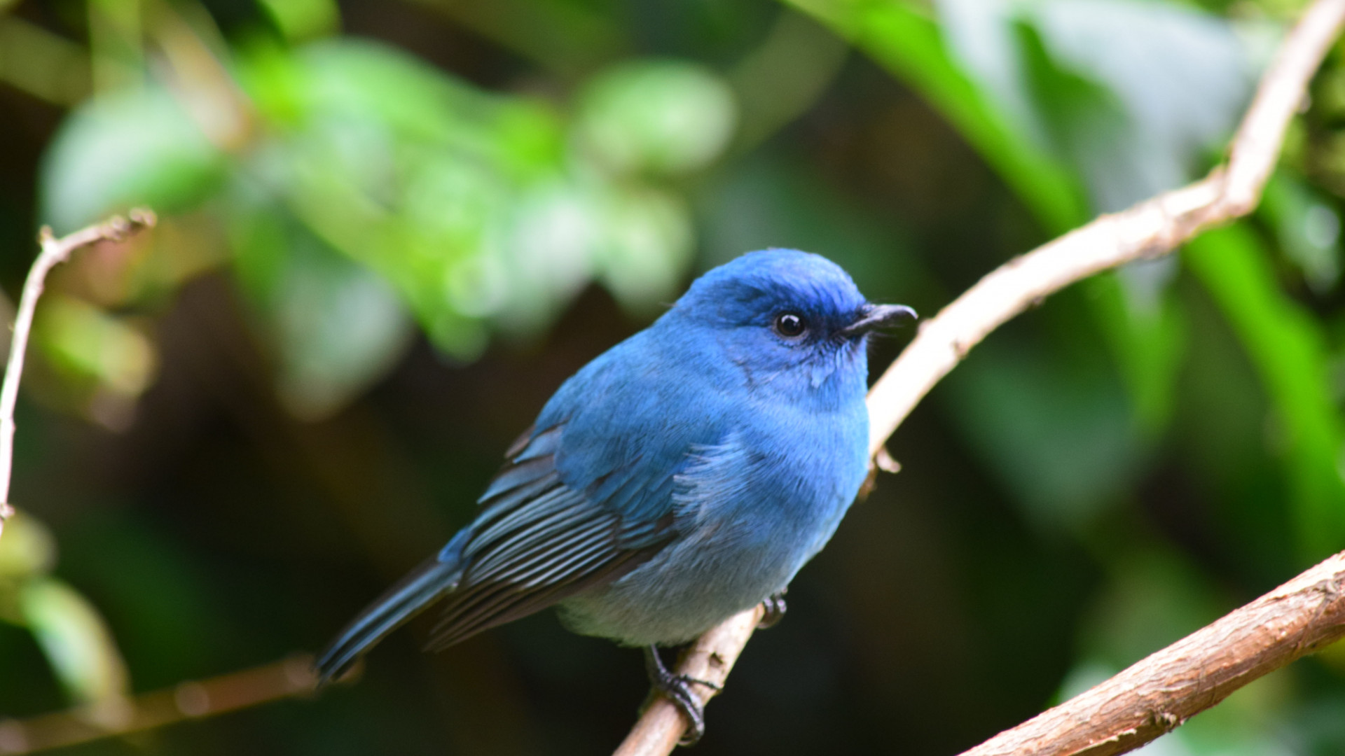Blue Bird