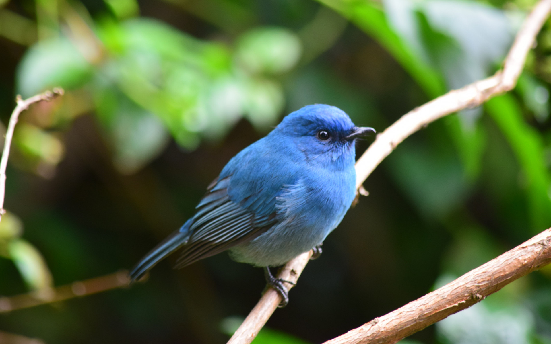 Blue Bird