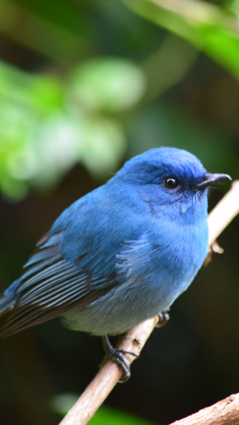 Blue Bird