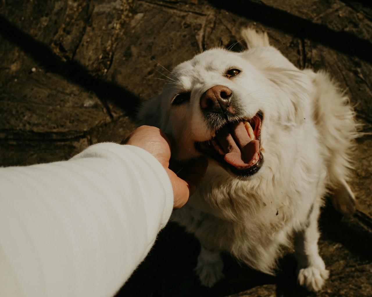 A Person Petting a Golden Retriever