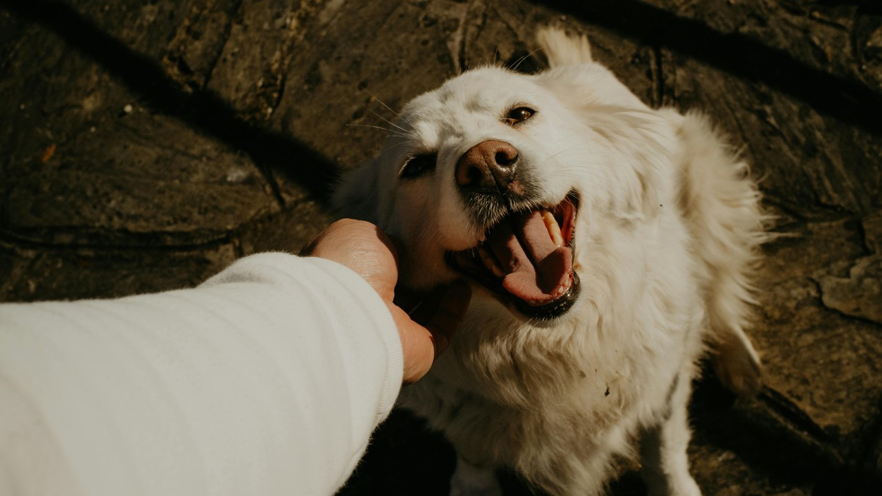 A Person Petting a Golden Retriever