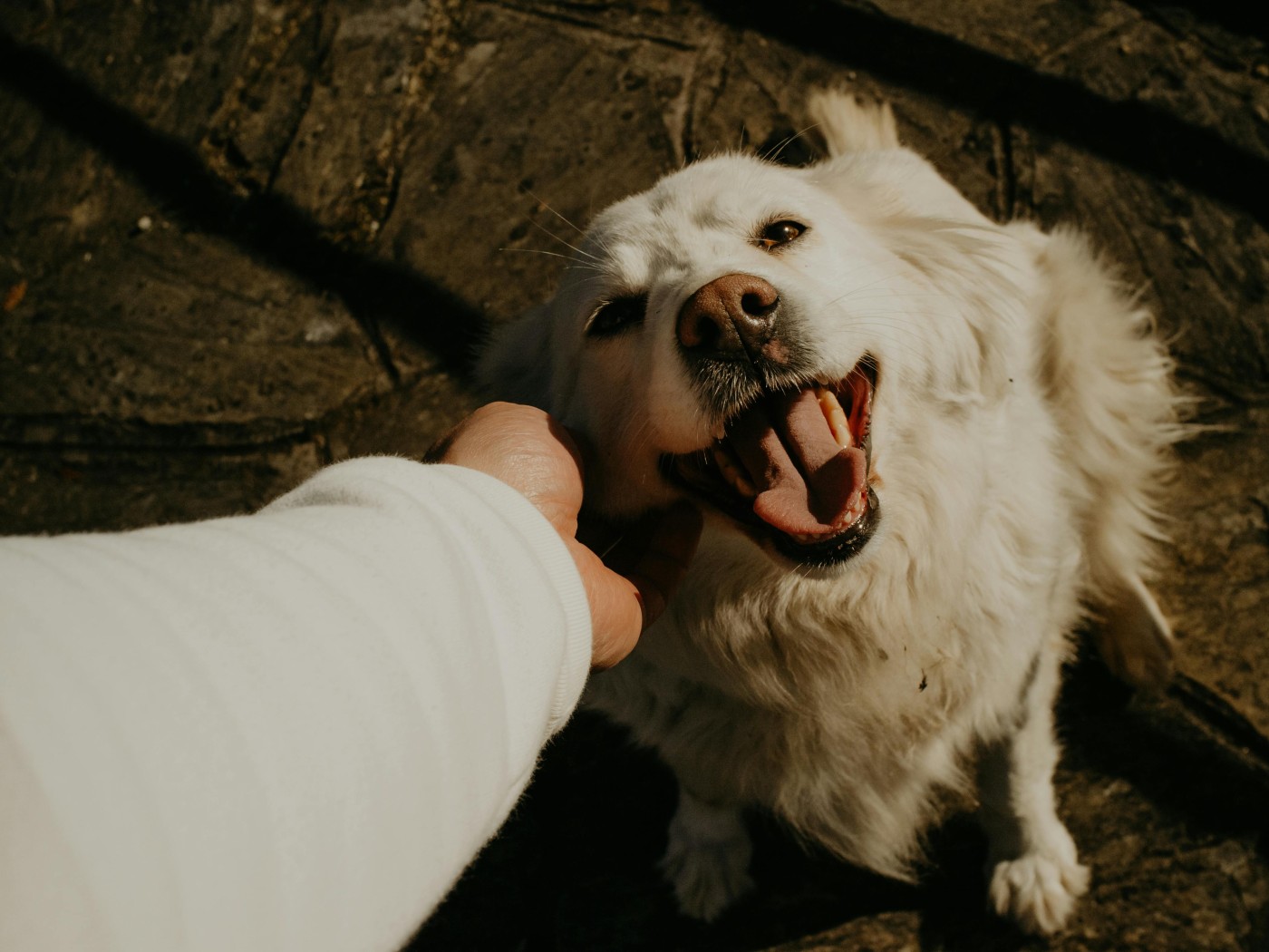 A Person Petting a Golden Retriever