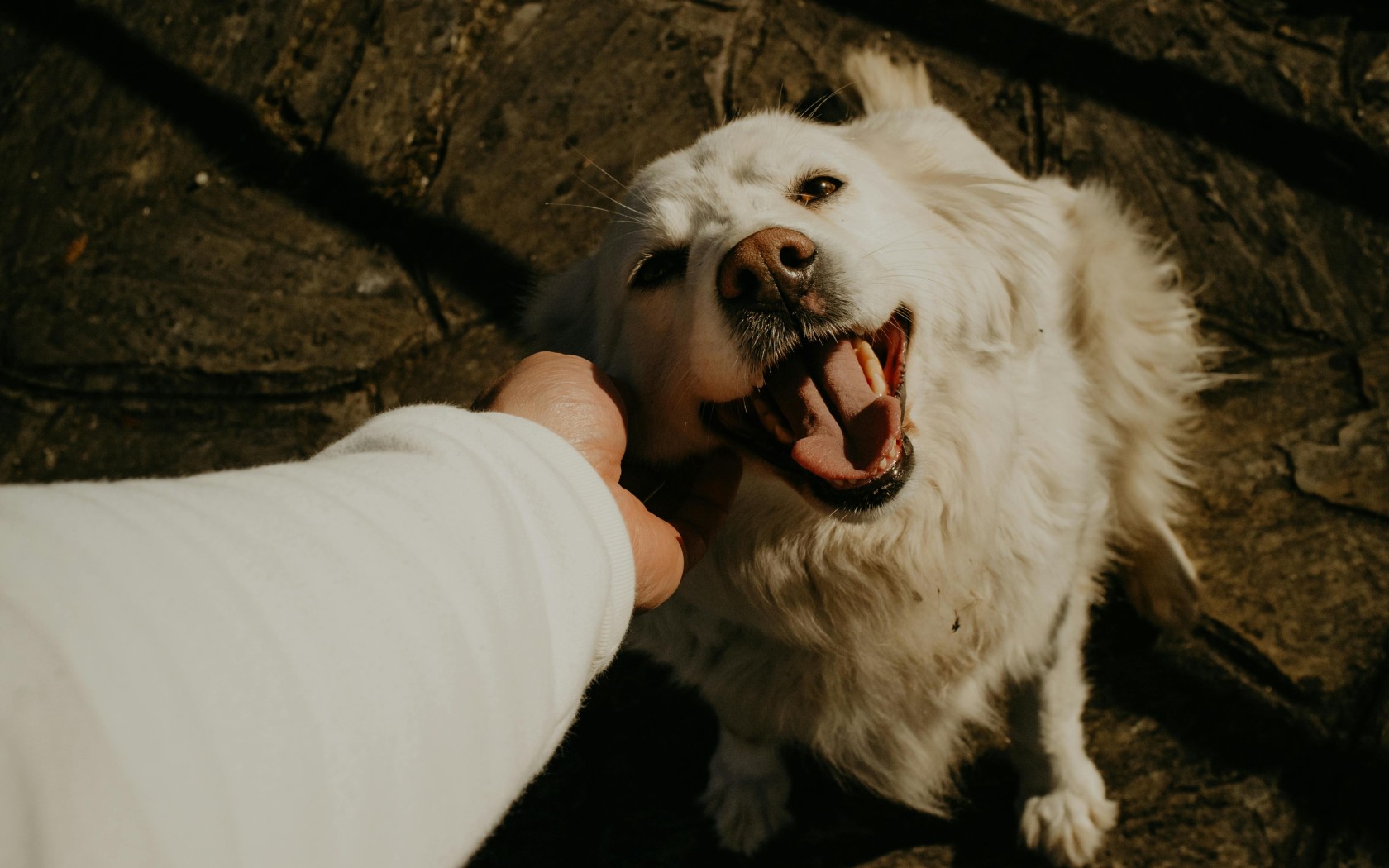 A Person Petting a Golden Retriever