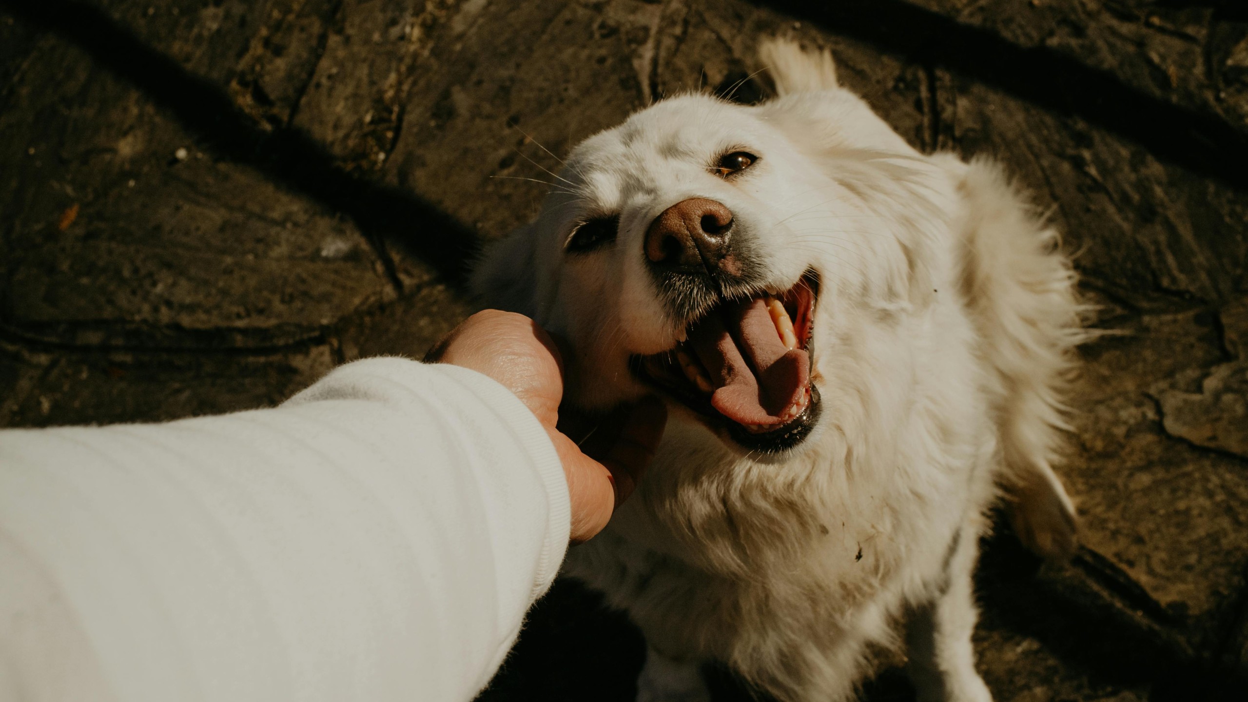 A Person Petting a Golden Retriever