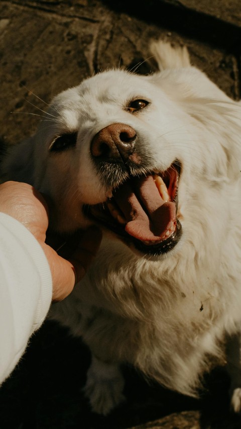 A Person Petting a Golden Retriever