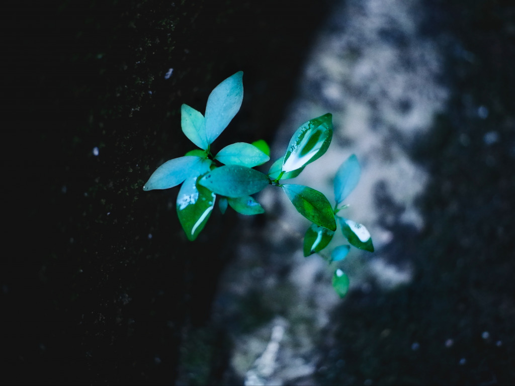 Green Leafed Plant