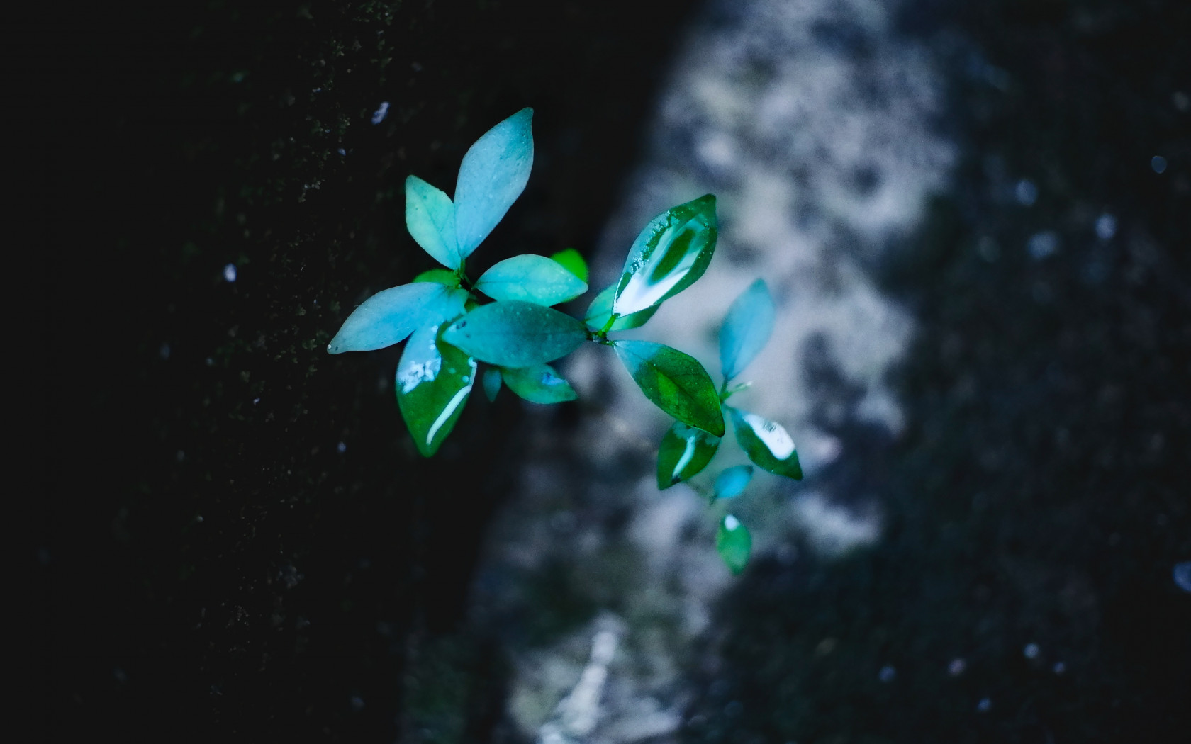 Green Leafed Plant