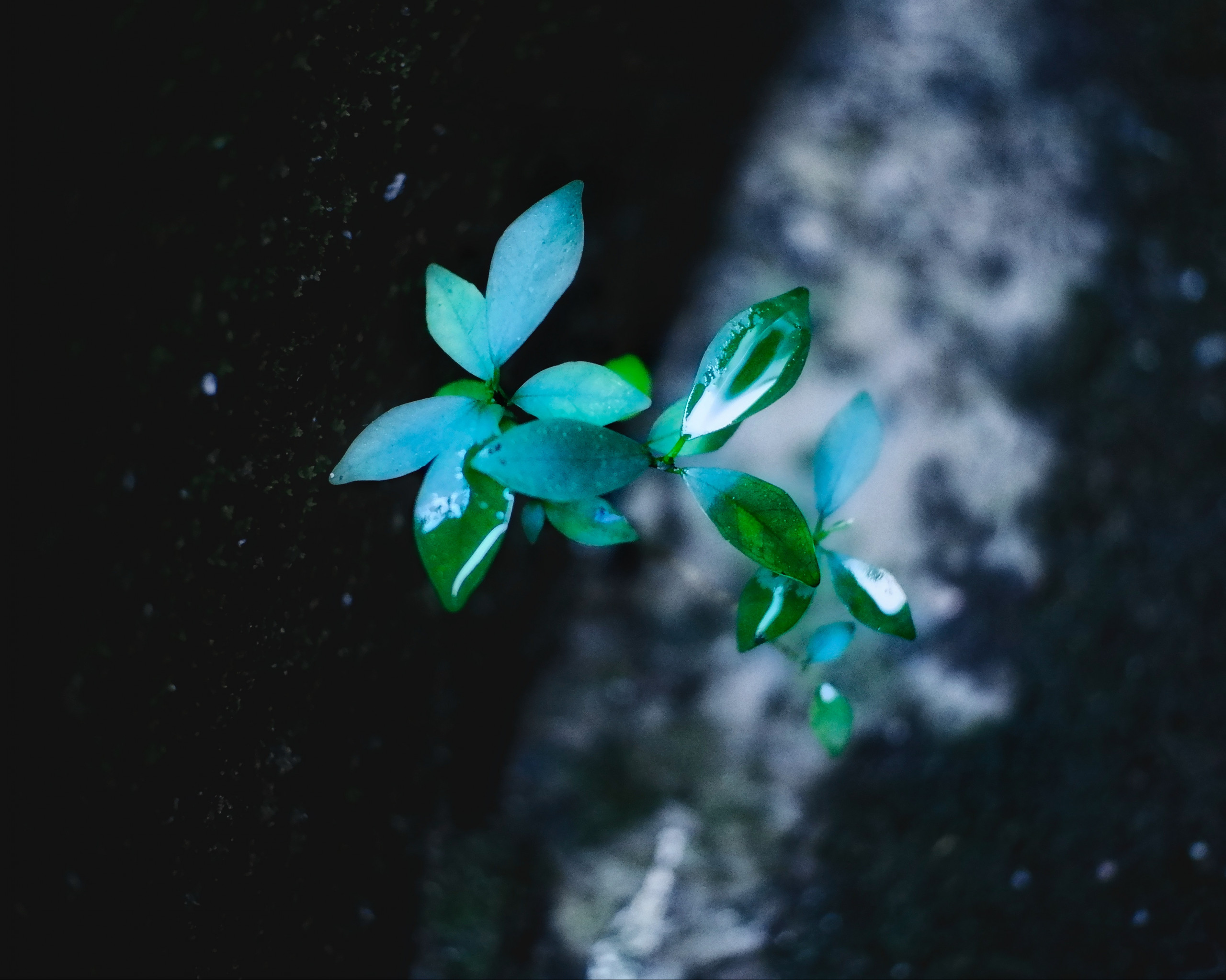 Green Leafed Plant