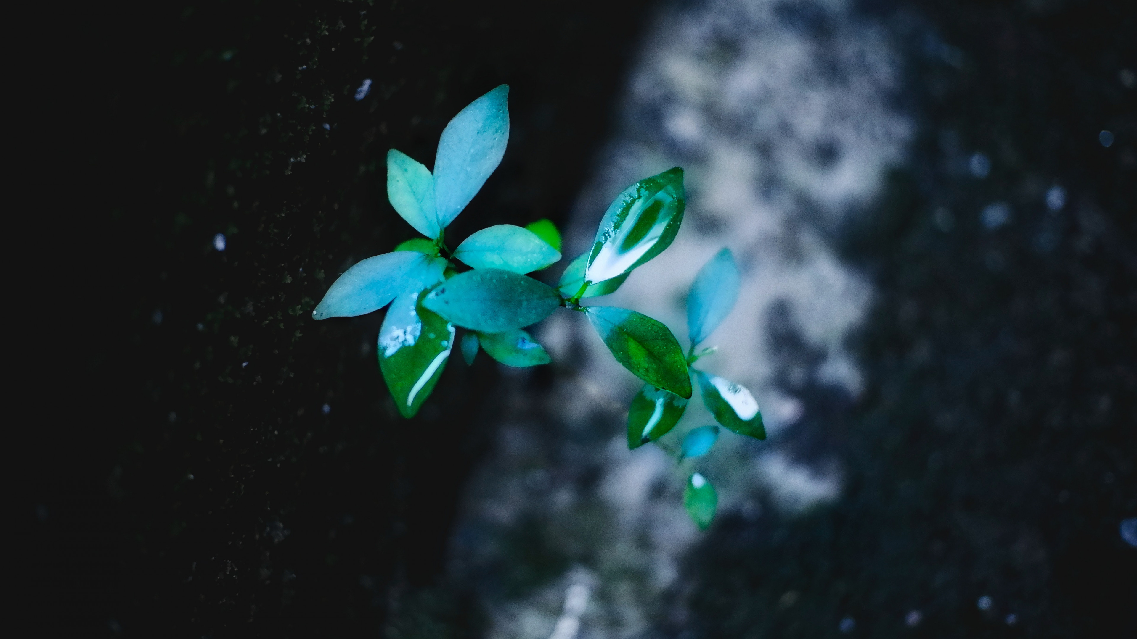 Green Leafed Plant