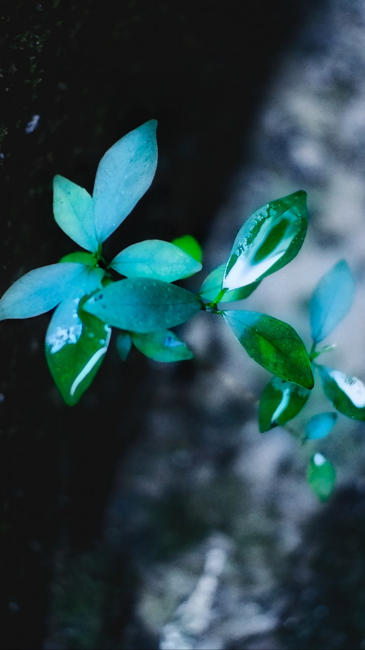 Green Leafed Plant