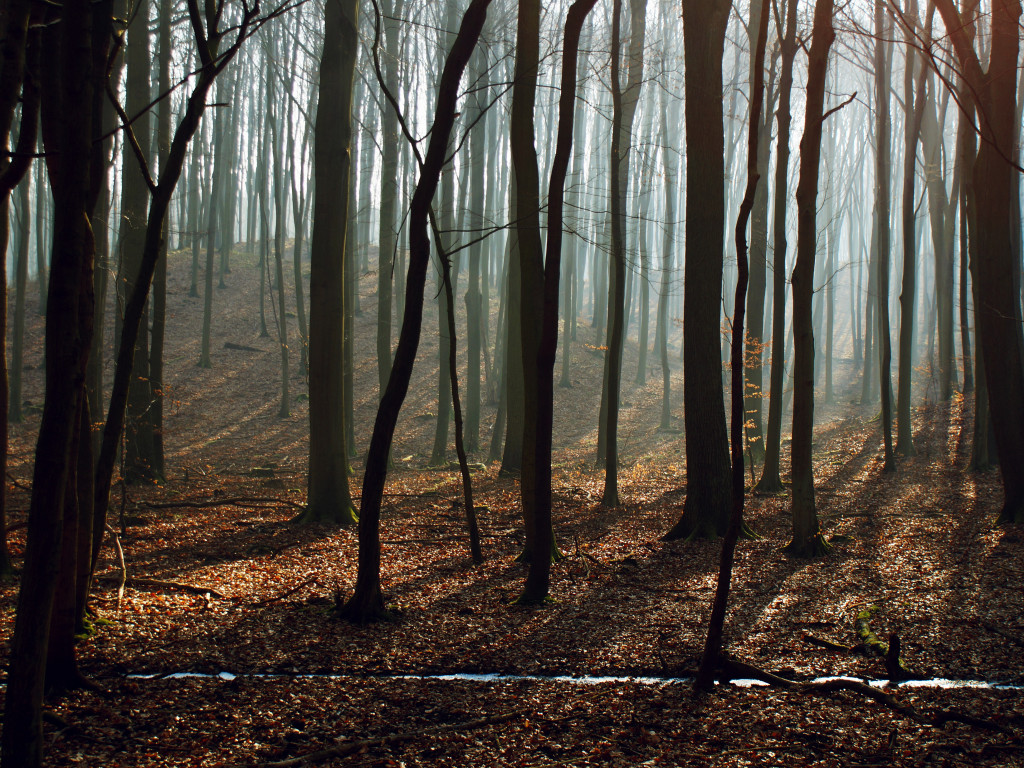 Bare Trees