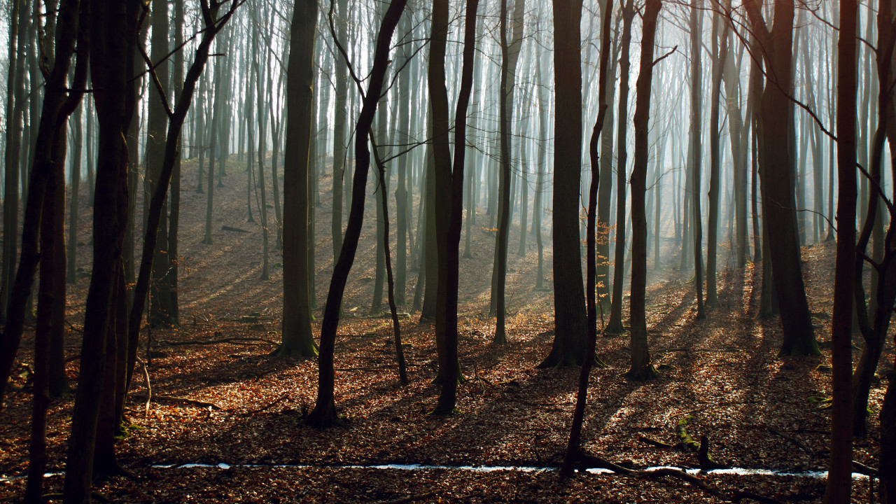 Bare Trees