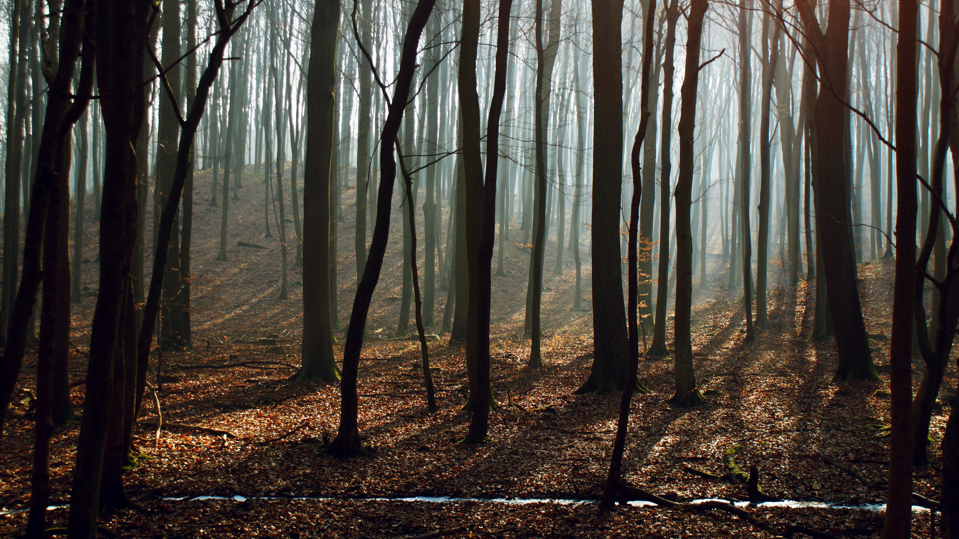 Bare Trees