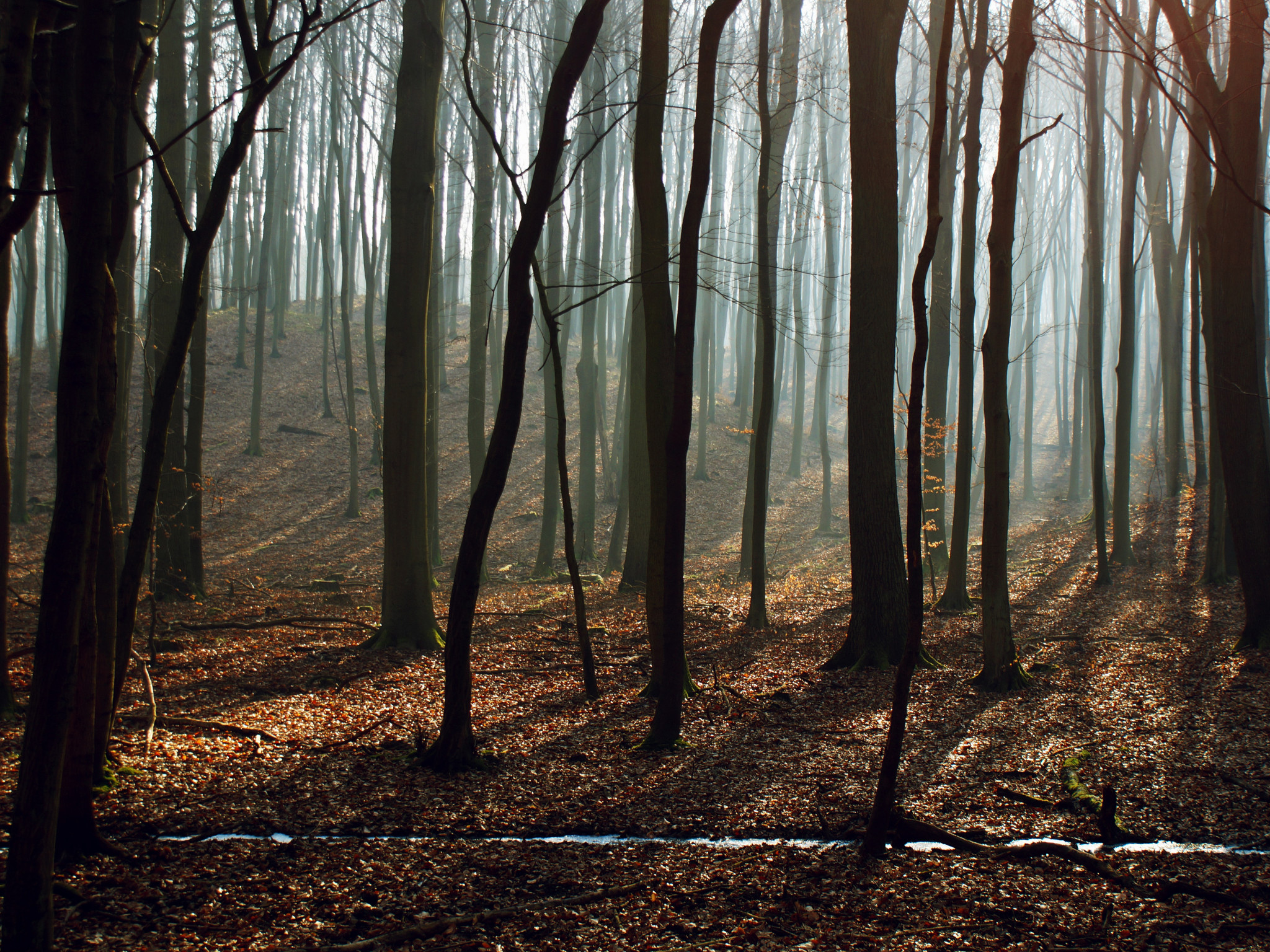 Bare Trees