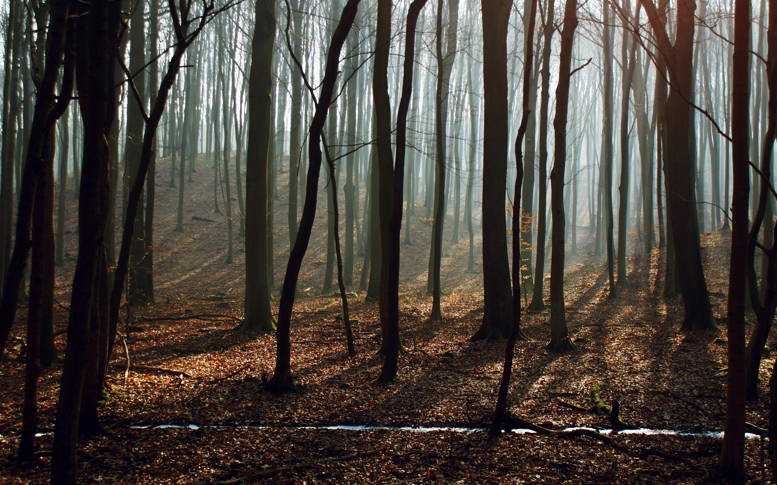 Bare Trees