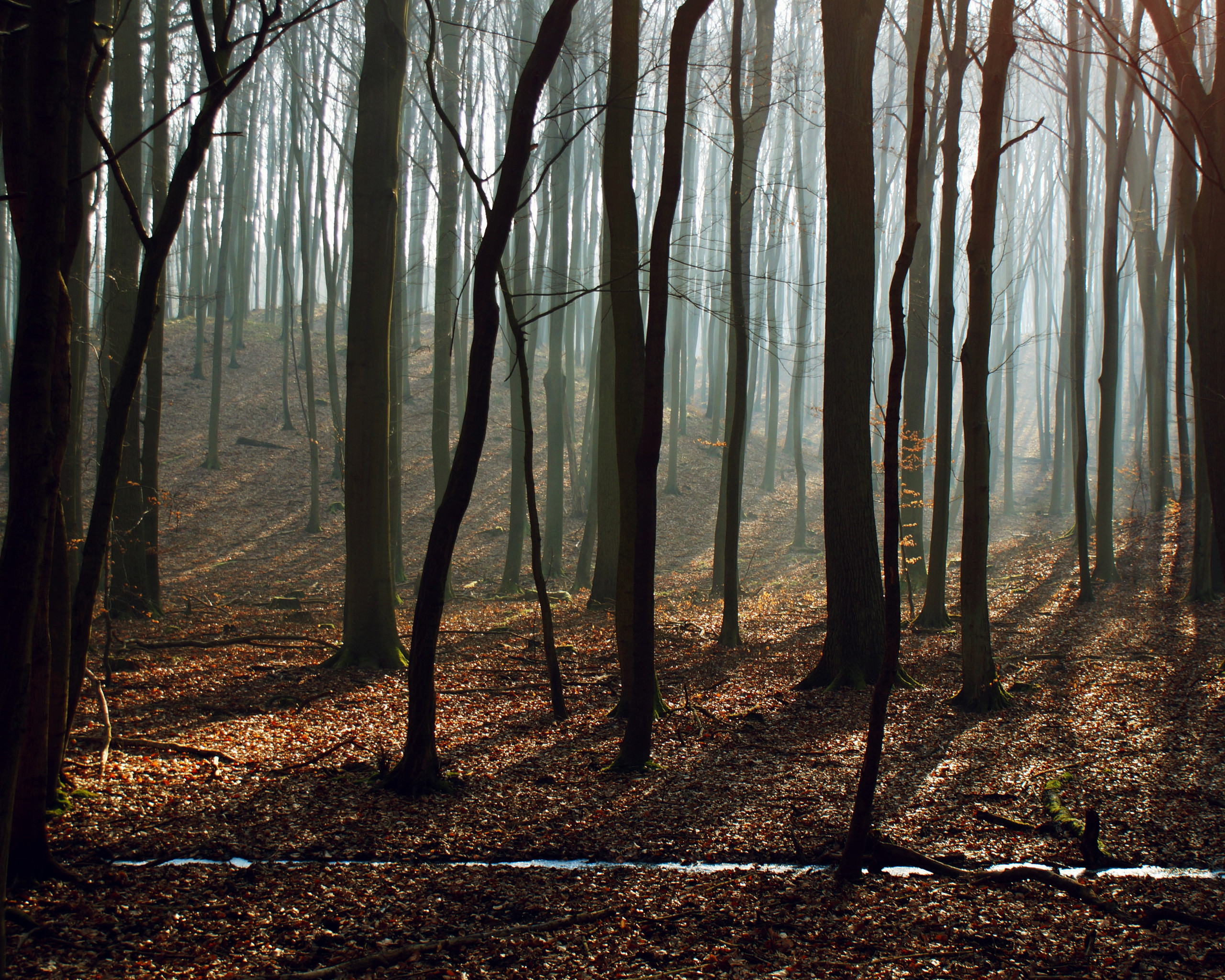 Bare Trees