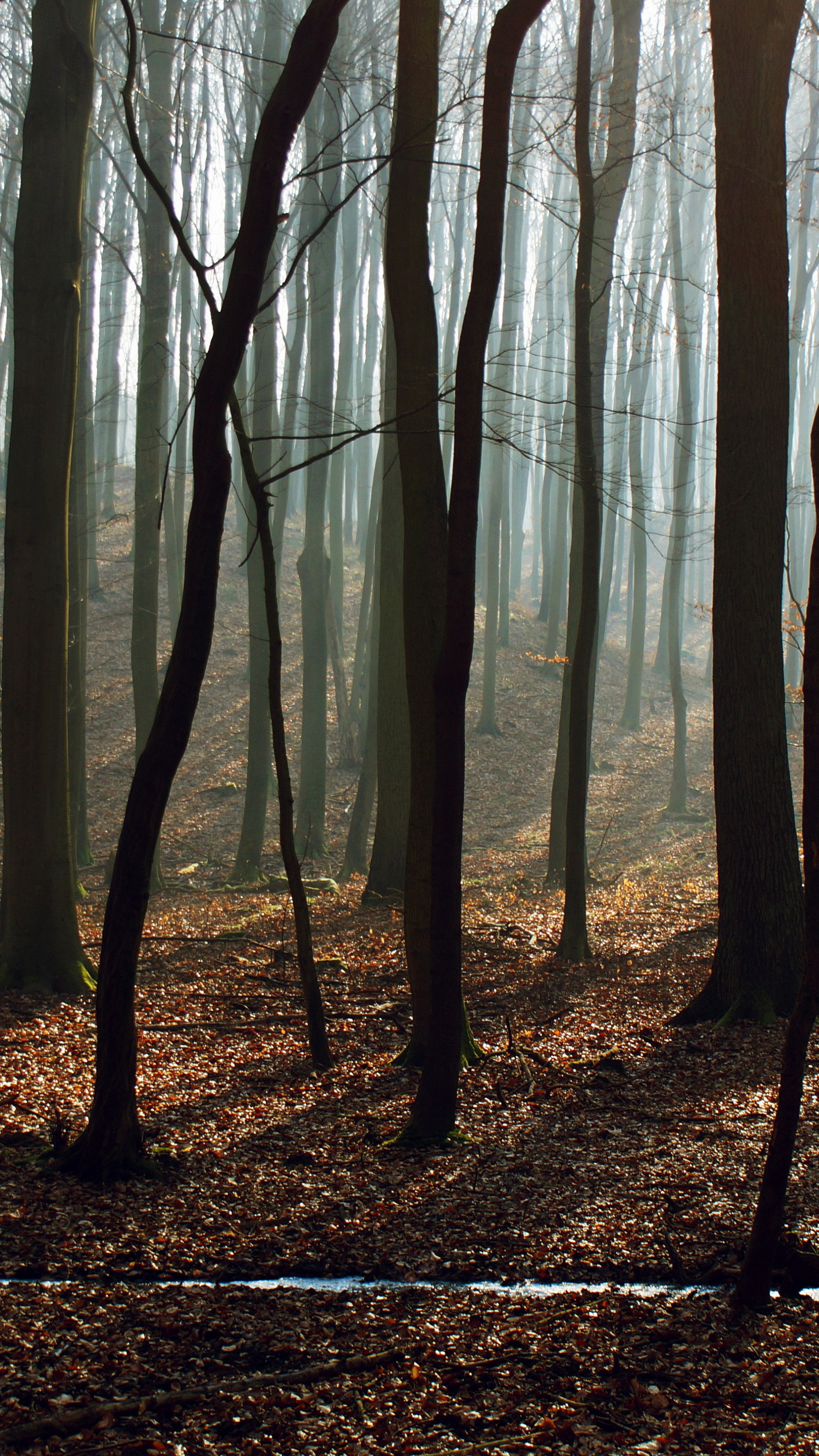 Bare Trees