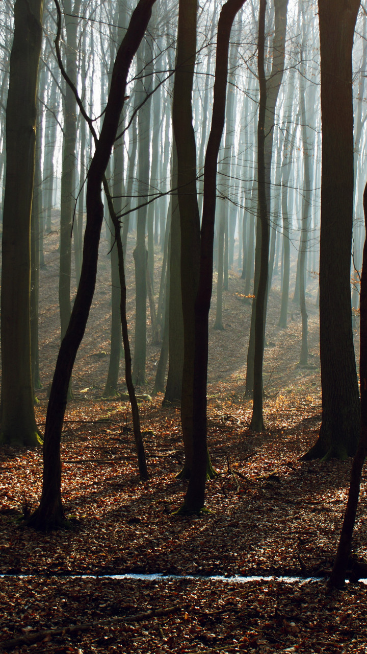Bare Trees