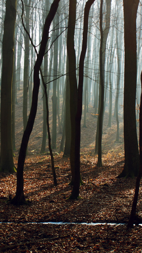 Bare Trees
