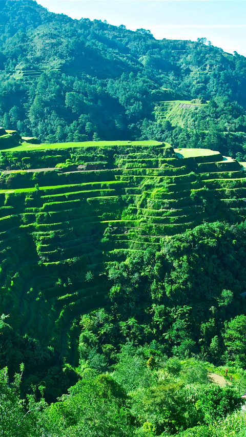 Banaue Rice Terraces