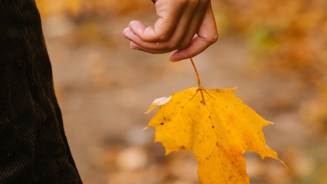 leaf in hand