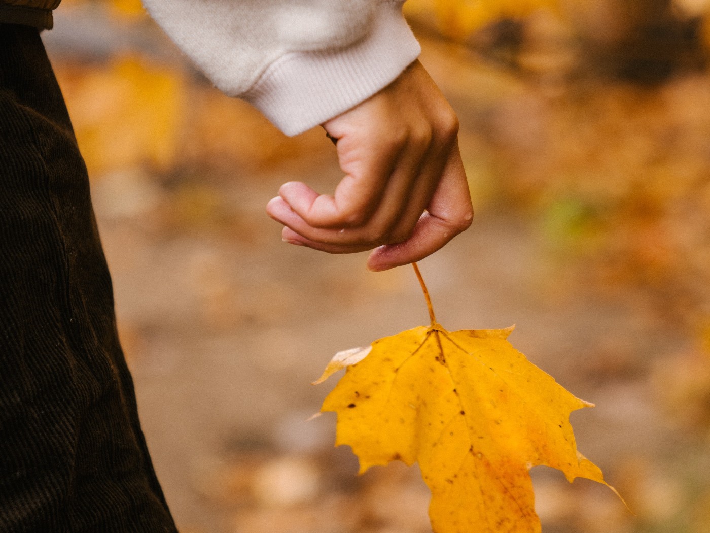 leaf in hand