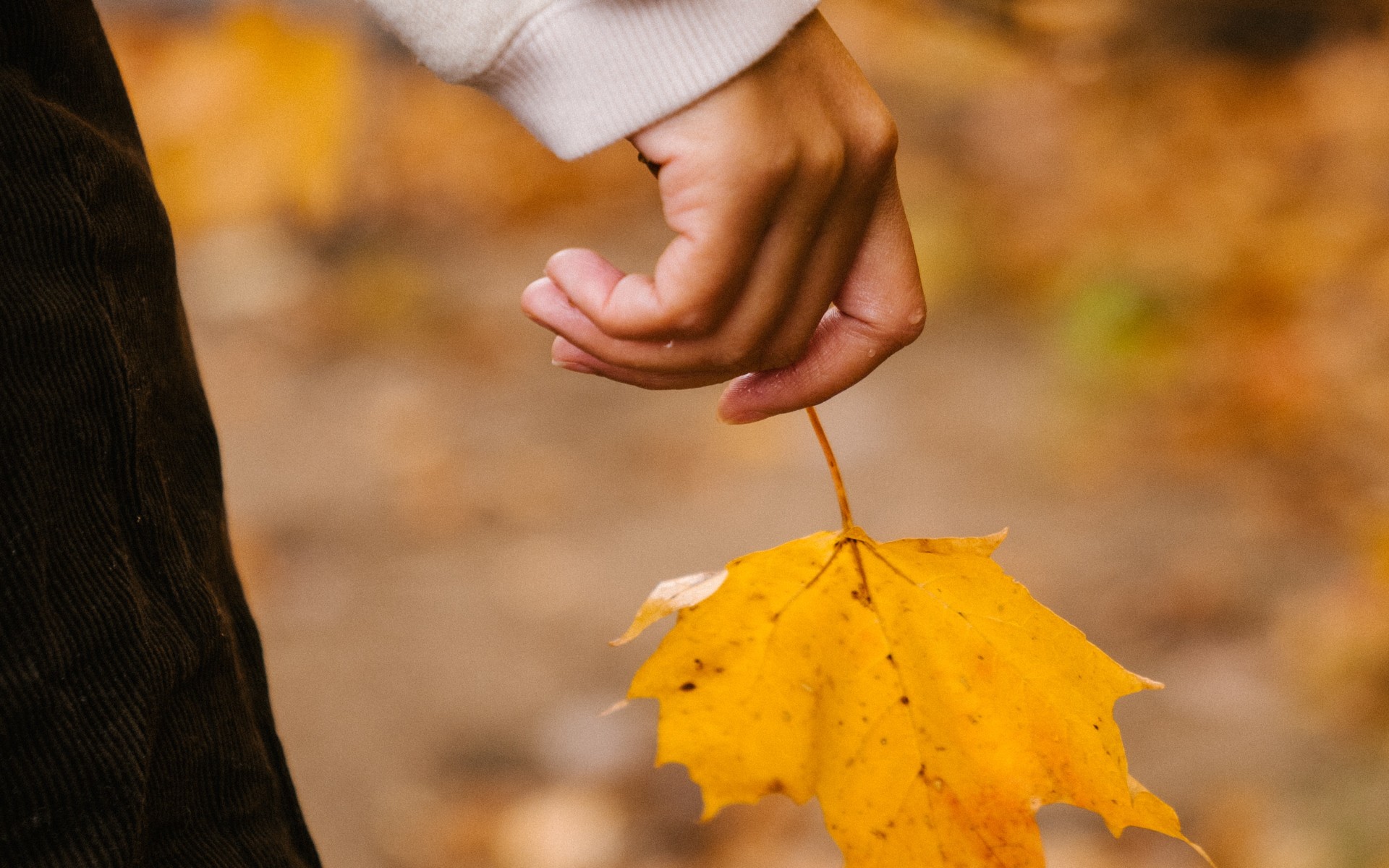 leaf in hand