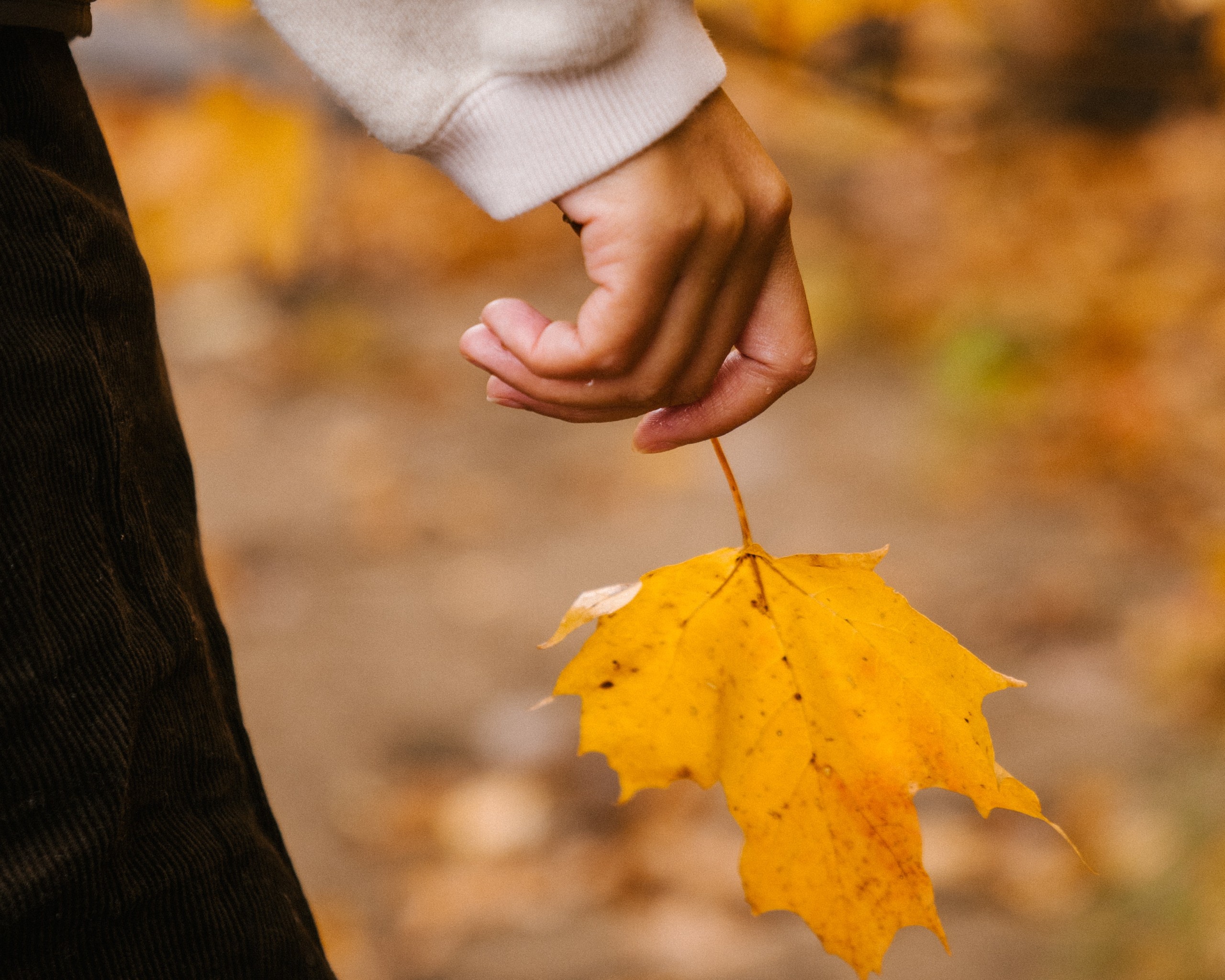 leaf in hand