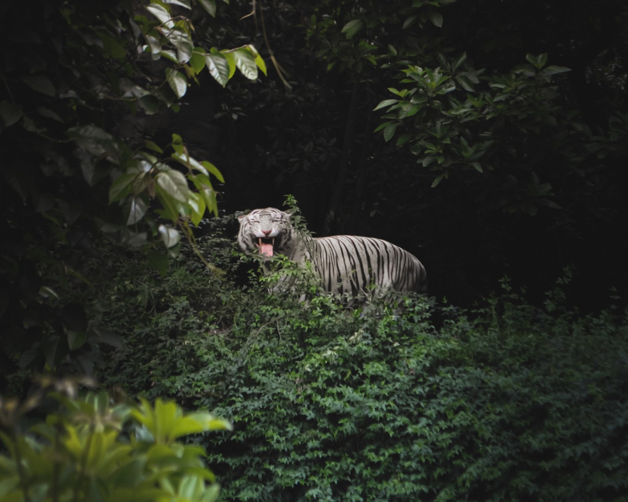 Bengal Tiger in a Forest