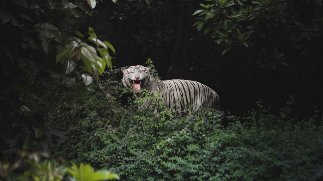 Bengal Tiger in a Forest