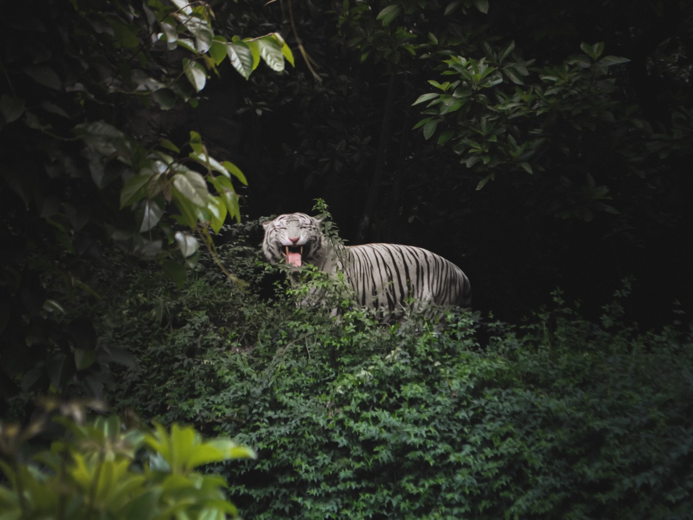 Bengal Tiger in a Forest