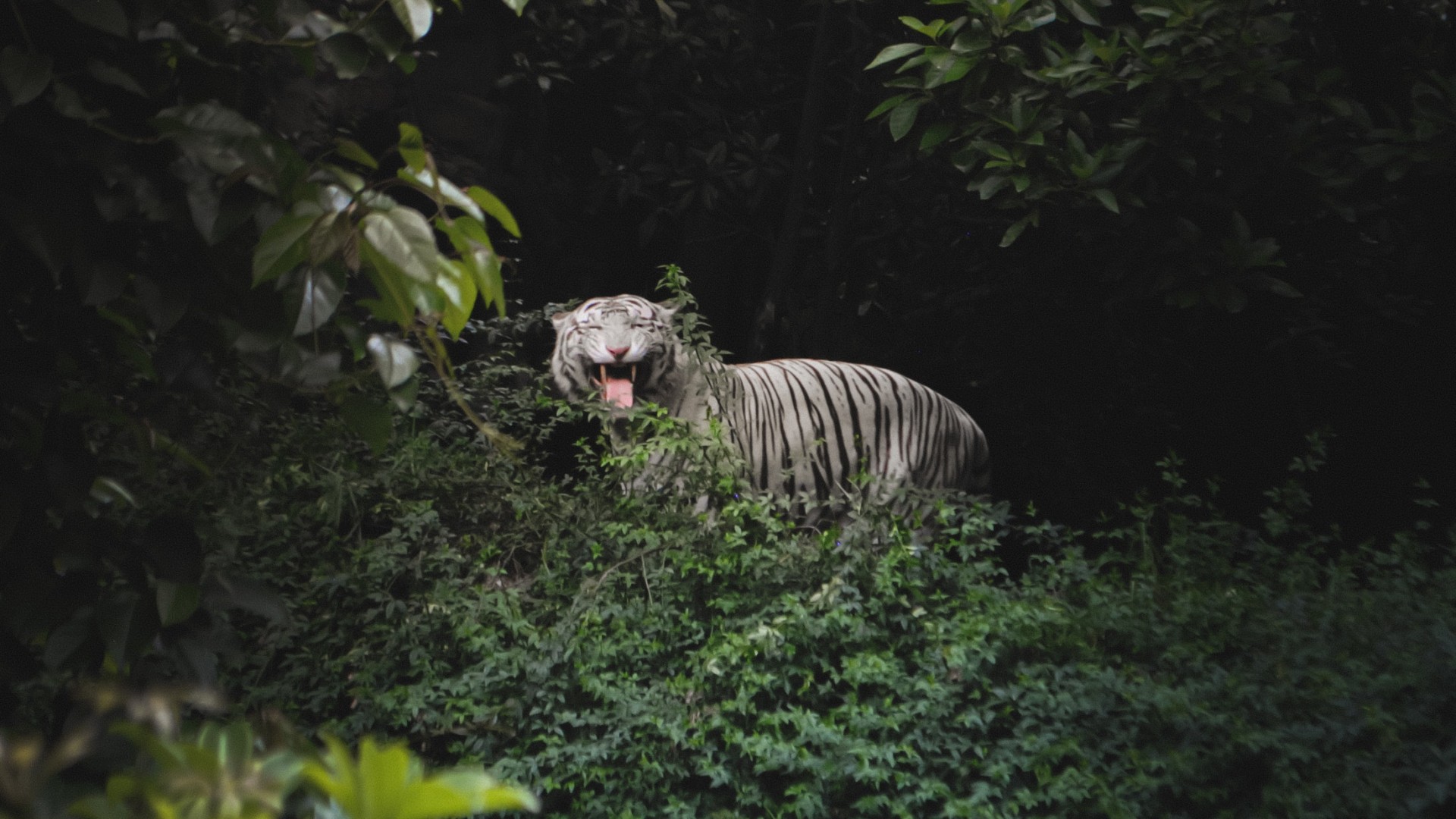 Bengal Tiger in a Forest