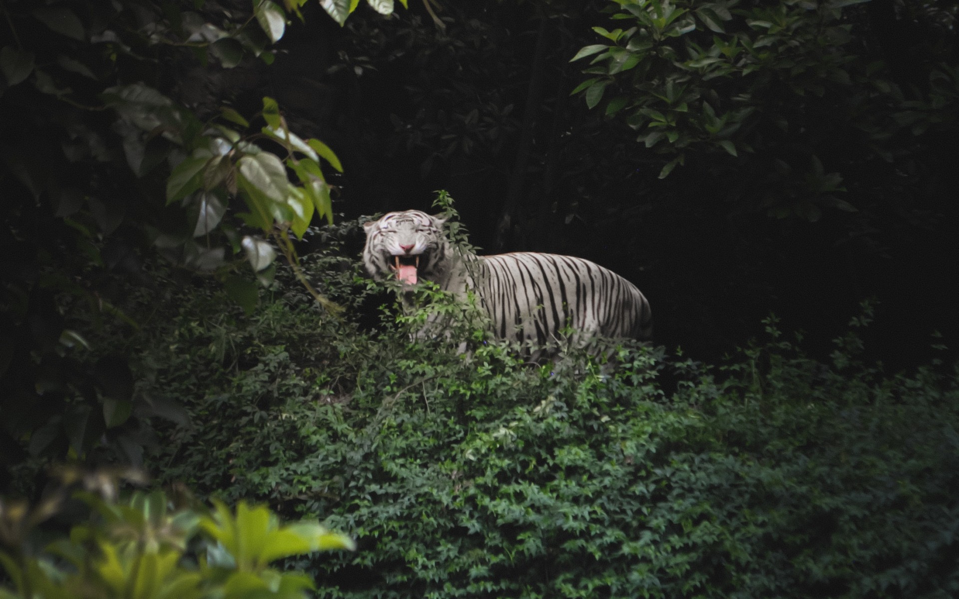 Bengal Tiger in a Forest