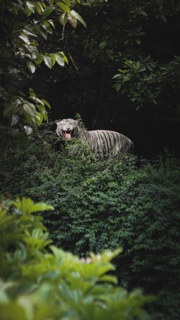 Bengal Tiger in a Forest