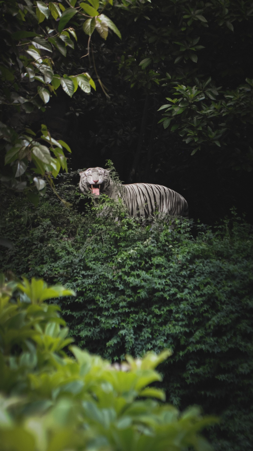 Bengal Tiger in a Forest